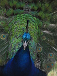 SX27022 Closeup of peacock display fanning feathers [Pavo cristatus] in garden.jpg